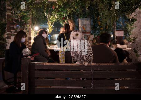 Menschen mit Eulen in einem Eulencafé in Tokio, Japan Stockfoto