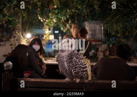 Menschen mit Eulen in einem Eulencafé in Tokio, Japan Stockfoto