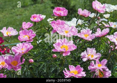 Peony Sea Shell (Chinesische Peony 'Sea Shell', Paeonia lactiflora 'Sea Shell'). Eine laktisch-blühende, mittelblühende Pfingstrose. Starke krautige Staude. T Stockfoto