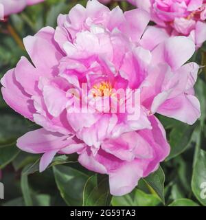 Peony Sea Shell (Chinesische Peony 'Sea Shell', Paeonia lactiflora 'Sea Shell'). Eine laktisch-blühende, mittelblühende Pfingstrose. Starke krautige Staude. T Stockfoto