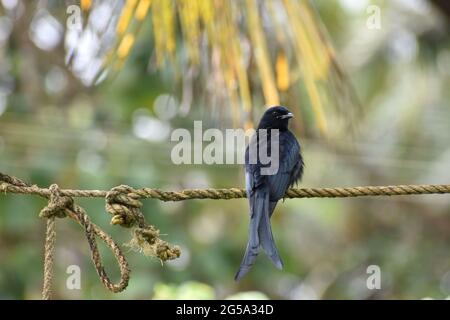 Bronzierter Drongo-Vogel starrt und sitzt auf einem gelben Seil Stockfoto