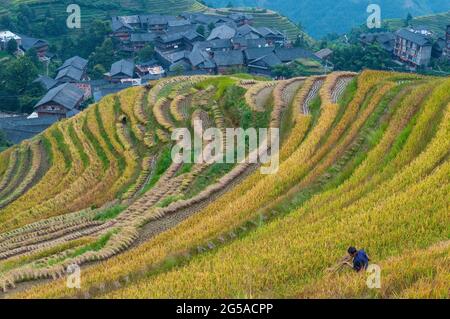 Der chinesische Mann des indigenen Huang-Hügelstammes schneidet Reispflanzen bei der Reisernte in Longsheng Ping an, einem Dorf, Reisterrassen, Provinz Guangxi, China. Stockfoto