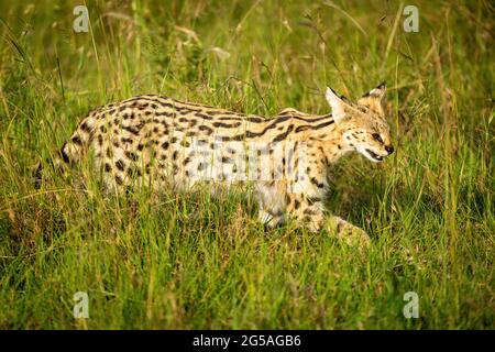 Serval läuft durch langes Gras und hebt Pfote Stockfoto