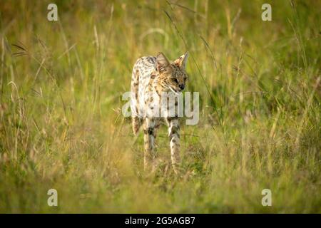 Serval läuft durch langes Gras bei Sonnenschein Stockfoto
