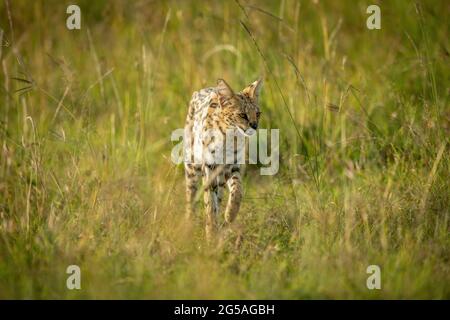 Serval geht durch langes Gras und hebt die Pfote Stockfoto