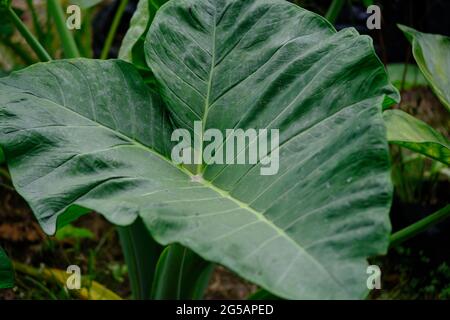 Indonesien Yogyakarta - Daun Talas - Taroblätter - Colocasia esculenta Stockfoto