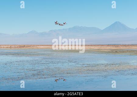 Die James Flamingo (Phoenicoparrus jamesi)-Herde fliegt über der Atacama-Salzwüste, der Atacama-Wüste, Chile. Stockfoto