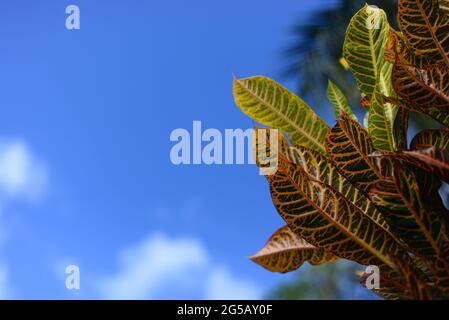 Nahaufnahme Croton Blätter Hintergrund. Schöne Kulisse mit Croton Blätter. Wird für Hintergrundtextur verwendet.Croton hinterlässt den Hintergrund. Grüne Blätter mit Schrei Stockfoto