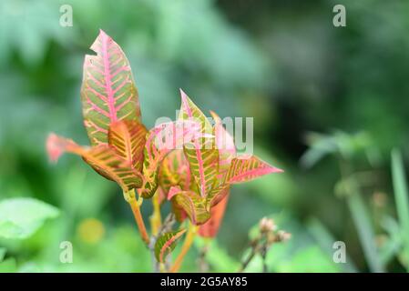 Nahaufnahme Croton Blätter Hintergrund. Schöne Kulisse mit Croton Blätter. Wird für Hintergrundtextur verwendet.Croton hinterlässt den Hintergrund. Grüne Blätter mit Schrei Stockfoto