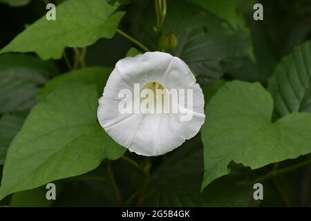 Nahaufnahme einer weißen Hedge-Bindenweed-Blume mit grünen Blättern Stockfoto