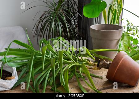 Eine hausgemachte Yucca-Blume in einen größeren Tontopf, einen Holztisch mit Blumen in der Nähe des Fensters, Pflanzen Stockfoto