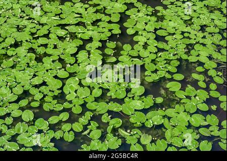 Seerose. Seerosenhintergrund, Textur. Teich mit Lilien überwuchert. Draufsicht Grüne Blätter Lotus oder Hardy Water Lily Pflanze der Nymphaeaceae Familie o Stockfoto