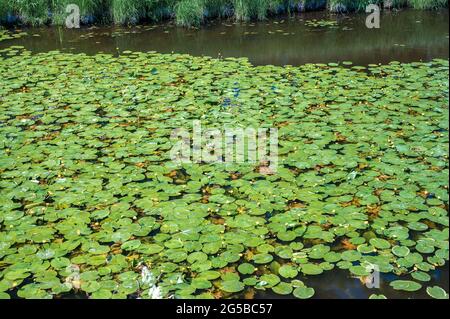 Ein ruhiger Wald Fluss überwuchert mit Seerosen in einer schönen Umgebung von Grün. Sommer natürliche landshavt mit einem Fluss und Seerosen. Frühling Stockfoto