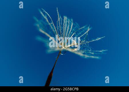 Wassertropfen auf den Dandelionssamen auf blauem Hintergrund. Selektiver Fokus Stockfoto