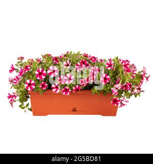 Leuchtend magentafarbene Blüten der Petunia Calibrachoa mit weißen Streifen auf den Blütenblättern Stockfoto