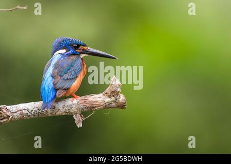 Ein blaubängeliger Eisvögel thronte und wartete darauf, dass Fische gefangen werden konnten Stockfoto