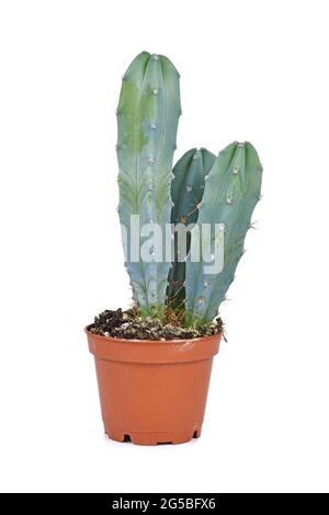 Cereus Kaktus Zimmerpflanze in Blumentopf isoliert auf weißem Hintergrund Stockfoto
