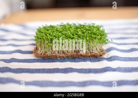 Nahaufnahme von Senf-, Rucola- und anderen Pflanzen zu Hause. Stockfoto