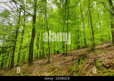 Buchenwald (Fagus sylvatica) im Frühjahr mit frischem Blattgrün in einem deutschen Mittelgebirge Stockfoto