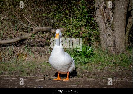 Große weiße schwere Ente auch als Amerika Pekin Ente bekannt, Long Island Ente, Pekin Ente, Aylesbury ente, Anas platyrhynchos domesticus Stockfoto