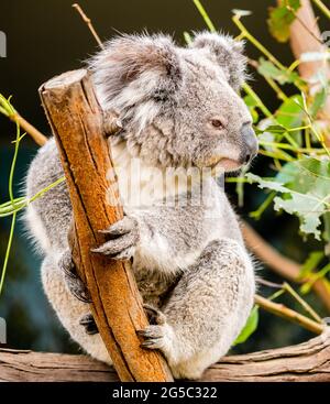 Ein süßer Koala, der im Baum sitzt Stockfoto