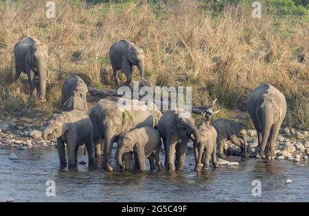 Herde indischer Elefanten (Elephas maximus indicus) im Wald des Jim corbett Nationalparks. Stockfoto