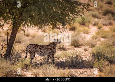 Gepard steht im Baumschatten im Kgalagadi Transfrontier Park, Südafrika; specie Acinonyx jubatus Familie von Felidae Stockfoto