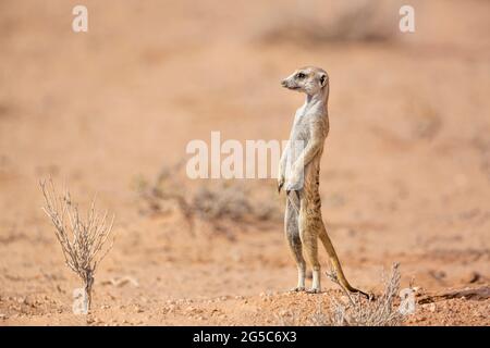 Erdmännchen, die in der Wüste im grenzüberschreitenden Kgalagadi-Park in Südafrika in Alarmbereitschaft stehen; specie Suricata suricatta Familie der Herpestidae Stockfoto