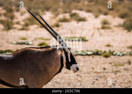 Südafrikanisches Oryx-Portrait Seitenansicht im Kgalagadi Transfrontier Park, Südafrika; Art. Oryx gazella Familie der Bovidae