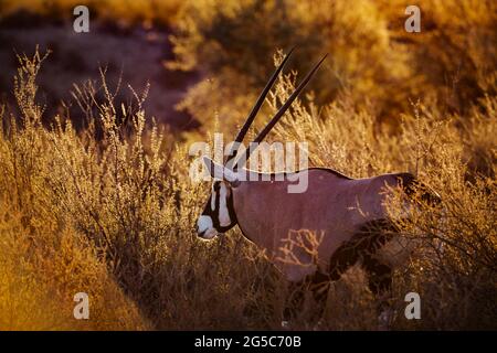 Südafrikanisches Oryx-Porträt im hinterleuchteten Sonnenaufgang im Kgalagadi Transfrontier Park, Südafrika; Art Oryx gazella Familie der Bovidae Stockfoto