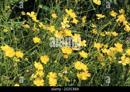 Butterblumen im Stodmarsh Nature Reserve in der Nähe von Canterbury, Kent, England, Vereinigtes Königreich Stockfoto