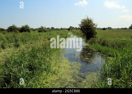 Drain on Stodmarsh Nature Reserve near Canterbury, Kent, England, United Kingdom Stockfoto