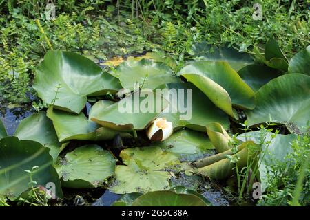 Waterlillies on Stodmarsh Nature Reserve near Canterbury, Kent, England, United Kingdom Stockfoto