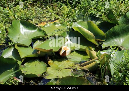 Waterlillies on Stodmarsh Nature Reserve near Canterbury, Kent, England, United Kingdom Stockfoto