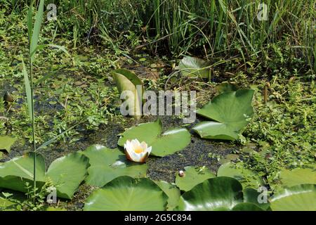 Waterlillies on Stodmarsh Nature Reserve near Canterbury, Kent, England, United Kingdom Stockfoto