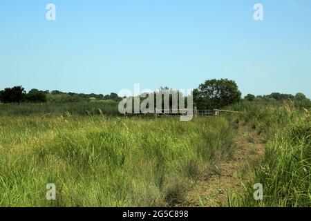 Fußweg durch das Stodmarsh Nature Reserve in der Nähe von Canterbury, Kent, England, Vereinigtes Königreich Stockfoto