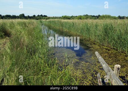 Drain on Stodmarsh Nature Reserve near Canterbury, Kent, England, United Kingdom Stockfoto