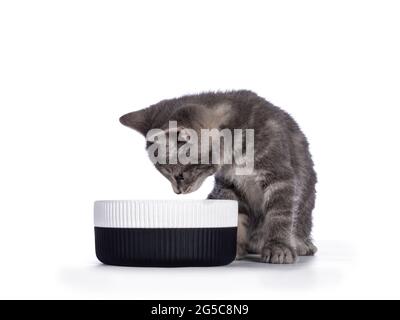 Niedliche kleine graue Hauskatze, die neben einer leeren Keramikschüssel sitzt. Starrte in die Schüssel. Isoliert auf einem wjitischen Hintergrund. Stockfoto
