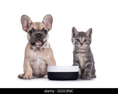 Niedliche kleine graue Hauskatze Kätzchen und fawn Französisch Bulldog Welpe, sitzt neben leeren Keramik-Food-Schale. Beide blicken direkt auf die Kamera. Isoliert ein Stockfoto