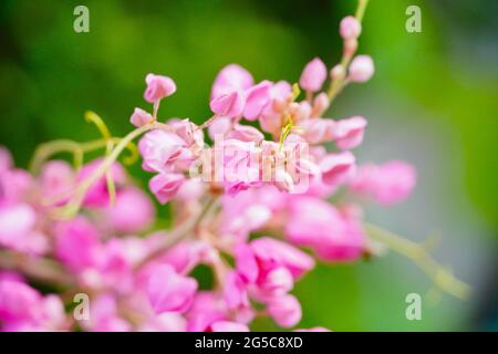 Honigbienen bestäuben eine Blume auf einer rosa Blume. Mexikanische kriechende, blühende rosa Blüten auf unscharfem Naturhintergrund mit selektivem Fokus Stockfoto