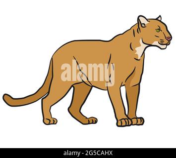 Zeichnung Illustration des wilden Berglöwen Stock Vektor