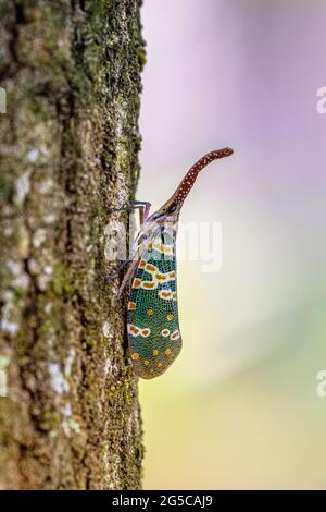 Pyrops Candelaria auf Baum Stockfoto