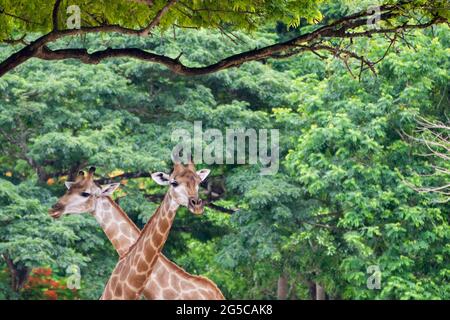 Zwei wilde Giraffen in der Natur kreuzen den Kopf und blicken gemeinsam auf die Kamera im Safari-Nationalpark in afrika. Reise- und Wildtierkonzept. Stockfoto