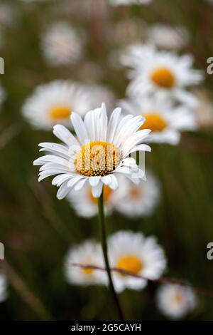 Leucanthemum vulgare. Eine Gänseblümchen-Blume mit Ochsenaugen vor dunklem Hintergrund. Stockfoto