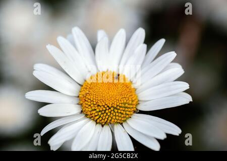 Leucanthemum vulgare. Eine Gänseblümchen-Blume mit Ochsenaugen vor dunklem Hintergrund. Stockfoto