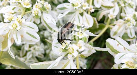 Makroaufnahme des Schäfer-Insekts auf den weißen Blüten Stockfoto