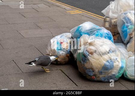 Schwarze Möwe zieht auf den Straßen von Norwich Müllsäcke voller Müll an und findet Nahrung zum Essen Stockfoto