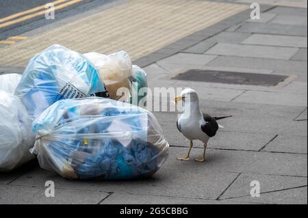 Schwarze Möwe zieht auf den Straßen von Norwich Müllsäcke voller Müll an und findet Nahrung zum Essen Stockfoto