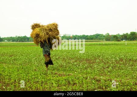 Bangladesch mit einem Mann, der einen Ballen geernteten Reis auf dem Kopf trägt, der durch das Feld läuft Stockfoto