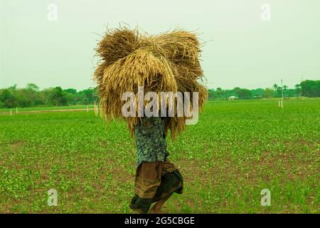 Bangladesch mit einem Mann, der einen Ballen geernteten Reis auf dem Kopf trägt, der durch das Feld läuft Stockfoto